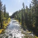 a view of a river surrounded by conifers and fir
