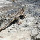 A lizard on dirt 