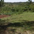 a grassy field in Kenya