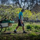 man in a mask wheeling a cart of fruits in an orchard
