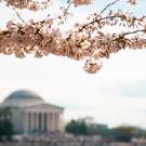 cherry blossoms with DC in the background