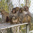 three monkeys in a group with a fence
