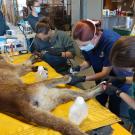 a group of women in masks and gloves treating the paws of an injured mountain lion