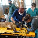 Four veterinarians examine a mountain lion with burn injuries from wildfire on an exam table.