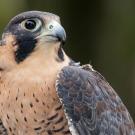 phoenix the peregrine falcon