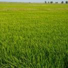 Rice fields between Davis and Sacramento