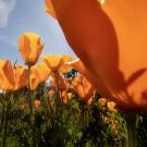 California poppies are in bloom, showing thier shades of orange, in the Arboretum.