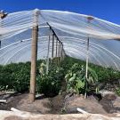 Perspective view of a garden under a roof