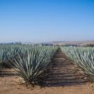 Rows of agave outside