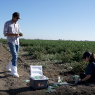 California Farm featuring a man holding a ziplock bag while walking towards an ice box. A woman sits on the soil while holding two ziplock bags. They are in front of a field.
