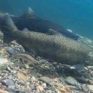Underwater image showing a group of salmon, swimming above a riverbed covered in multicolored pebbles and stones. The water appears clear, and sunlight filters through, illuminating the fish and the riverbed.