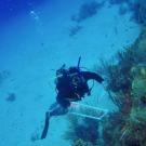 Woman diving with coral looks up from sea floor at camera