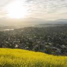 yellow wildflowers in foreground overlooking homes in Los Angeles at sunrise