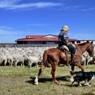 Rancher riding a horse side by side a dog. They are going around a herd of sheep.