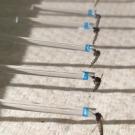 Row of aedes aegypti mosquitoes salivating in capillary tubes 