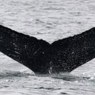 Whale tail on the surface of the ocean