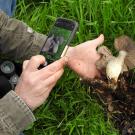 a man looking at mushrooms through a smartphone app