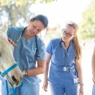 three women wearing blue scrubs and stethoscopes around their necks look at a horse