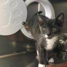 a gray kitten in an aluminum colored compartment