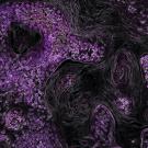 purple clusters of cells - abstract