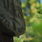 obscured view of trees and a wooden sign