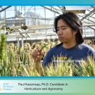 Photo of Paul Kasemsap, Ph.D. candidate in Horticulture and Agronomy, in a greenhouse looking at wheat