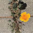 A California poppy comes out on the sidewalk through a crack